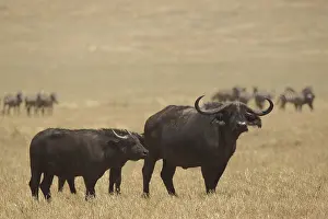 Drucke von Kaffernbüffel (Syncerus caffer caffer), Ngorongoro-Krater, Serengeti, Tansania, Ostafrika Afrikanischer Büffel Drucke: Kaffernbüffel (Syncerus caffer caffer)