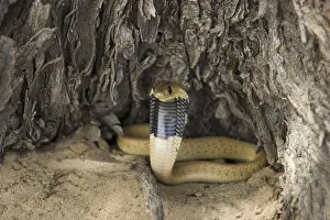 Poisonous Snake Drucke: Cape Cobra