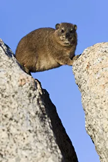 Kap-Klippschaf (Procavia capensis)