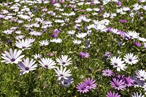 Southern Europe Coastline Drucke: Cape Marigold (Dimorphotheca jucunda)