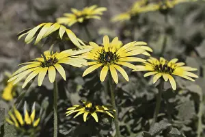 Asteraceae Plant Species Drucke: Capeweed (Arctotheca calendula)