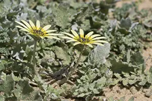 Asteraceae Plant Drucke: Capeweed (Arctotheca calendula)