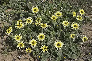 Uninhabited Landscape Photography Drucke: Capeweed (Arctotheca calendula)