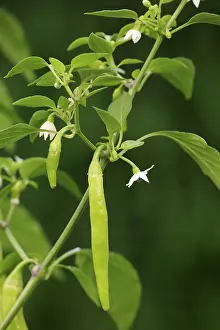 Deserted Agricultural Crop Drucke: Capsicum annuum, white blossom