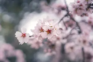 Serene Nature Photography Drucke: Captivating close up of cherry blossoms