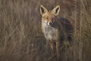 European Red Fox Image Drucke: A captivating image featuring a fox in a natural setting