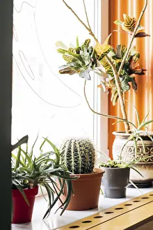 Mexican Interior Design Drucke: A captivating Mexican interior scene featuring an array of cacti