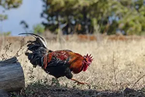 Wild Animal Wildlife Photography Drucke: Captured in a sunlit open field