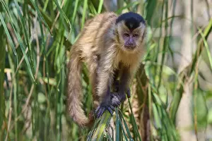 Mato Grosso Do Sul Scenery Drucke: Capuchin monkey balancing on a green leaf