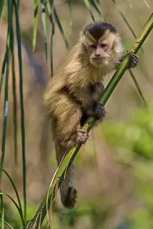 Primate Photography Drucke: A capuchin monkey climbs energetically on a bamboo in the wild