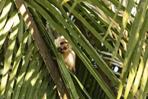 Primate Photography Drucke: Capuchin monkey looks through leaves directly at camera