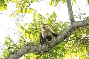 Central America Wildlife Drucke: Capuchin monkey sits on a tree branch looking down