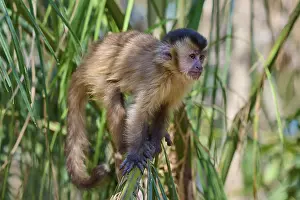 Capuchin Monkey Drucke: A capuchin monkey sitting on a leaf in a green forest
