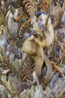 Tufted Capuchin Habitat Drucke: A capuchin monkey skilfully climbs up a tree trunk with rough bark