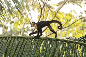 Capuchin Monkey Drucke: Capuchin monkey walks on a palm tree in the jungle