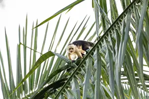 New World Primate Images Drucke: Capuchin monkey walks on a palm tree in the jungle