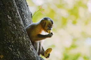 Tree Dwelling Monkeys Drucke: Capuchin (Sapajus) monkey is seen in the tree