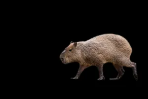 Drucke von Kapibara im Lauf auf schwarzem Hintergrund Caviidae Drucke: Kapibara im Lauf auf schwarzem Hintergrund.