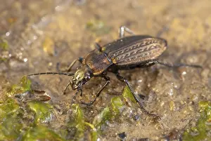 Drucke von Carabus granulatus, Kornbeetelkäfer, Kornbeetelkäfer, Käfer, Insekten, Käfer, Bodenkäfer Laufkäfer Drucke: Carabus granulatus, gestreifter Bodenkafer.