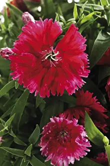 Indoor Flowering Plants Drucke: Carnation flowers