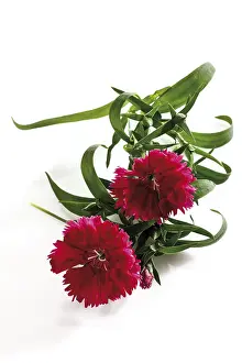 Rosaceae Family Plants Drucke: Carnation flowers