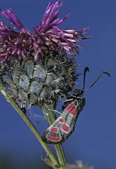 Wildlife Insect Images Drucke: Carniolane burnet, eastern burnet moth