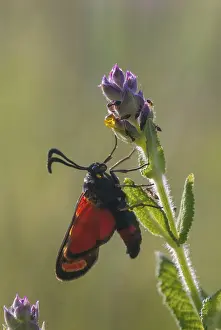 Pterygote Insect Photography Drucke: Carniolane burnet, eastern burnet moth