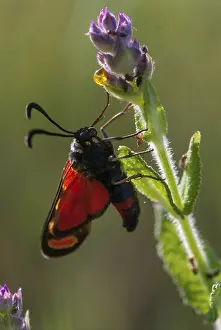 Balkan Peninsula Fauna Drucke: Carniolane burnet, eastern burnet moth