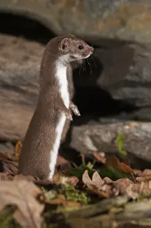 Drucke von Carnivora, kleinstes Nerz, Mäusenerz, Mustela nivalis, Beutegreifer, Trockensteinmauer, hoher Größe , Porträtformat , Säugetiere , Greifvögel , Säugetiere , Trockensteinmauer Verwandte Bilder Drucke: Carnivora, kleiner Fischotter, Mäusefrett.