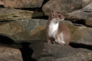 Carnivorous Mammals Drucke: Carnivora, least weasel, mouse weasel