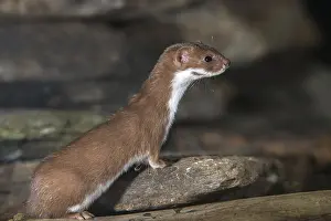 Predator Mammals Drucke: Carnivora, least weasel, mouse weasel
