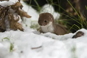 Wild Animal Predators Drucke: Carnivora, least weasel, mouse weasel