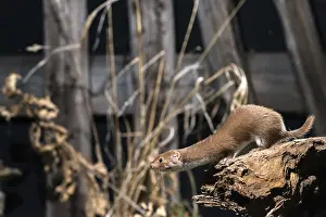 Carnivora Mammals Drucke: Carnivora, least weasel, mouse weasel