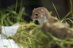 Drucke von Carnivora, Kleinstes Nerz, Mäusenerz, Mustela nivalis, Beutegreifer, Säugetiere, Greifvögel, Schnee,Säugetiere,Winter Verwandte Bilder Drucke: Carnivora, Kleinster Fischotter, Mäusefischotter