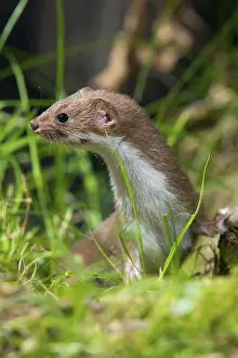 Carnivora Predators Drucke: Carnivora, least weasel, mouse weasel