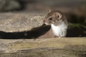 Carnivora Mammals Drucke: Carnivora, least weasel, mouse weasel