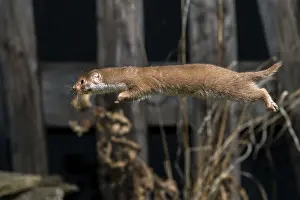 Wildlife Fauna Images Drucke: Carnivora, least weasel, mouse weasel