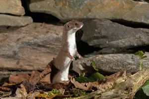Natural Environment Deserted Habitat Drucke: Carnivora, least weasel, mouse weasel