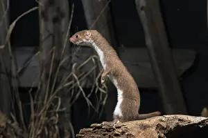 Mustelid Species Drucke: Carnivora, least weasel, mouse weasel