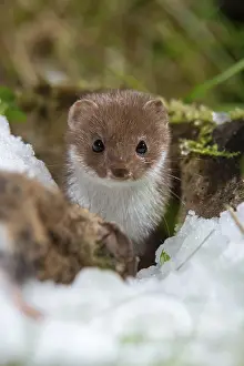 Wild Animal Predators Drucke: Carnivora, least weasel, mouse weasel