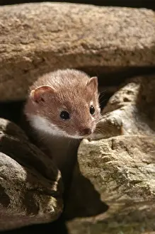 Carnivora Mammals Drucke: Carnivora, least weasel, mouse weasel