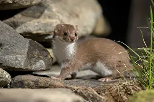 Carnivorous Mammals Drucke: Carnivora, least weasel, mouse weasel