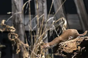 Mustela Nivalis Drucke: Carnivora, least weasel, mouse weasel