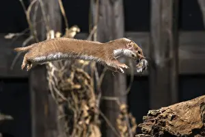 Wild Animal Predators Drucke: Carnivora, least weasel, mouse weasel
