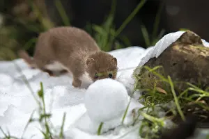 Wild Animal Predators Drucke: Carnivora, least weasel, mouse weasel