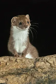Carnivora Mammals Drucke: Carnivora, least weasel, mouse weasel