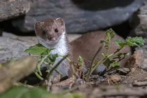 Mustelid Species Drucke: Carnivora, least weasel, mouse weasel