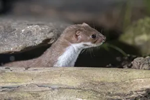 Mustela Nivalis Drucke: Carnivora, least weasel, mouse weasel