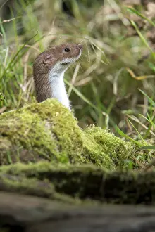 Mustelid Species Drucke: Carnivora, least weasel, mouse weasel