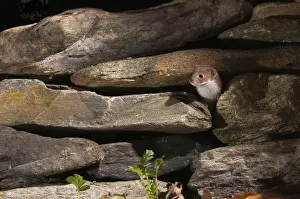 Predator Mammals Drucke: Carnivora, least weasel, mouse weasel